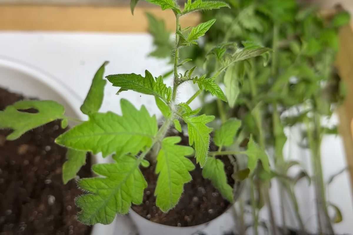 Чудо-подкормка для помидоров в апреле: укрепить растения поможет неожиданный отход