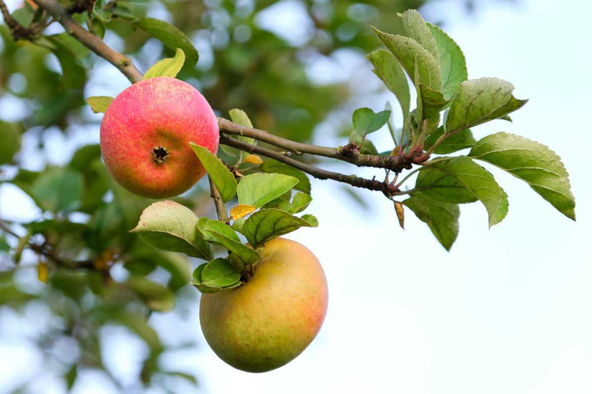 Яблок на яблоне станет гораздо больше: насыпьте в приствольные круги деревьев эту смесь — даже парша обойдёт стороной