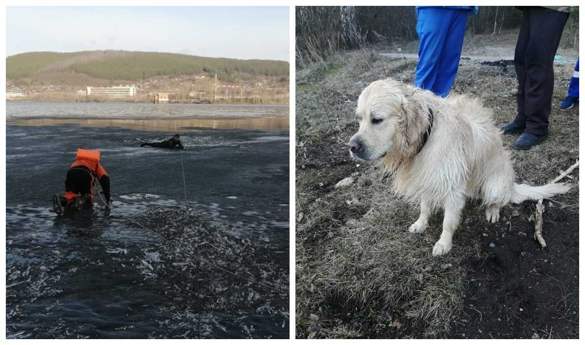 Собака грустно смотрела на тело своей хозяйки: в Башкирии прогулка женщины по льду завершилась трагедией