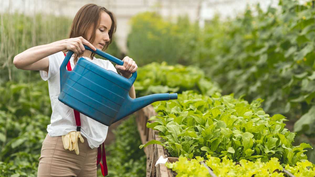 Спасение от жары для ваших овощей: рецепт эффективного раствора