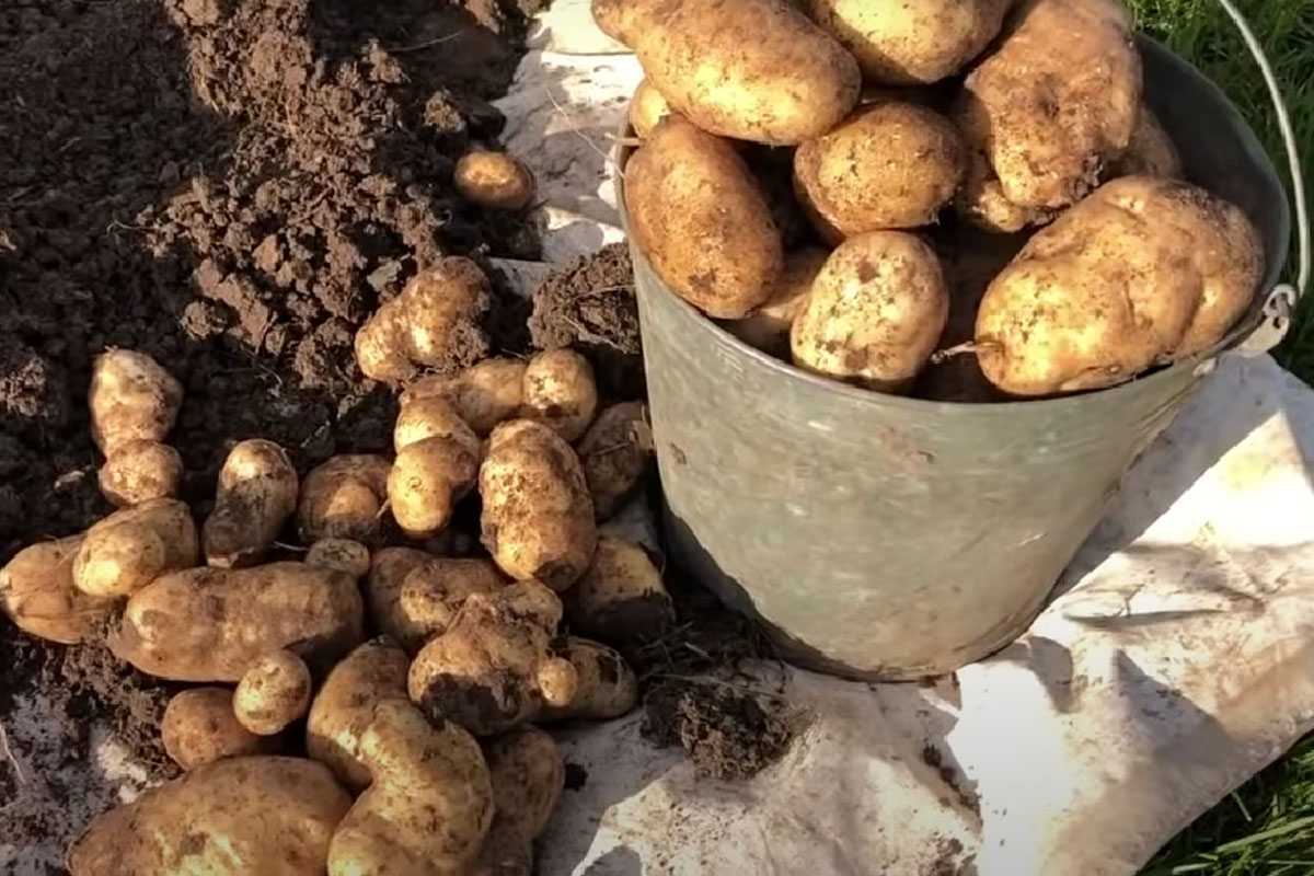 Когда лучше сажать картофель: старинные приметы