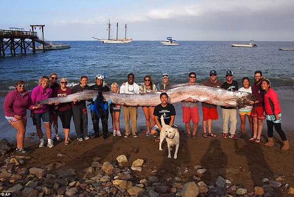 На побережье Калифорнии найдено морское чудовище длиной 5,5 метров