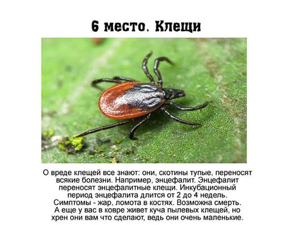 фото опасные насекомые