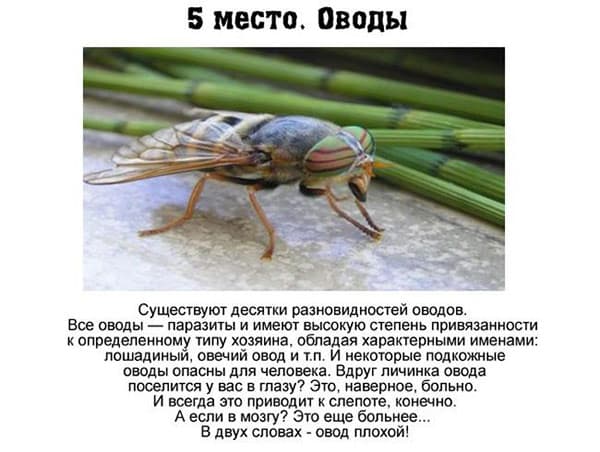 фото опасные насекомые