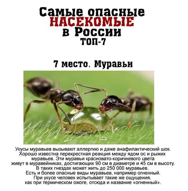 7 самых опасных насекомых, обитающих в России