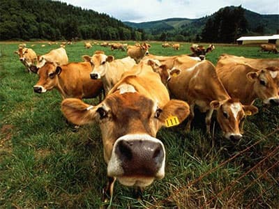 Искусственное осеменение коров было и остается одним из эффективных способов сохранения потомства