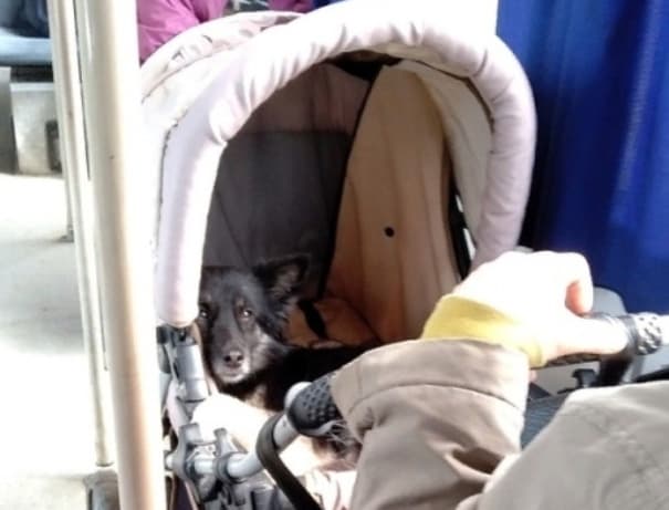 В Нефтекамске в детской коляске перевозили собаку