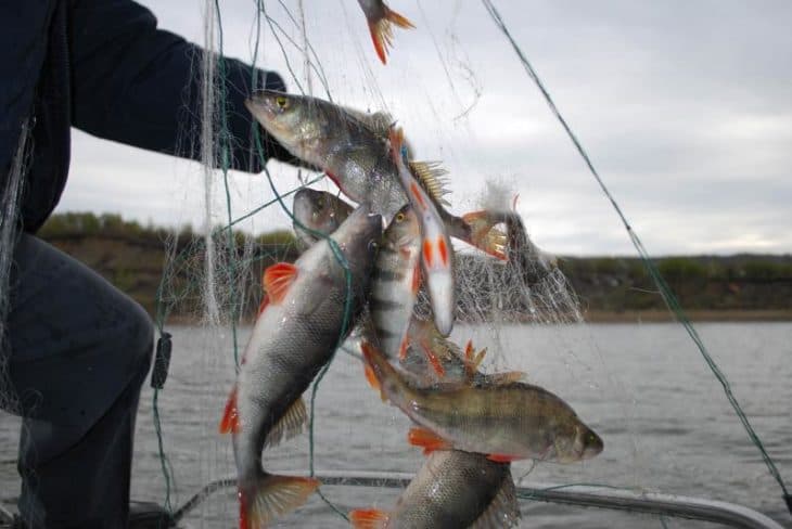 В Архангельском районе браконьер ловил рыбу в период нереста