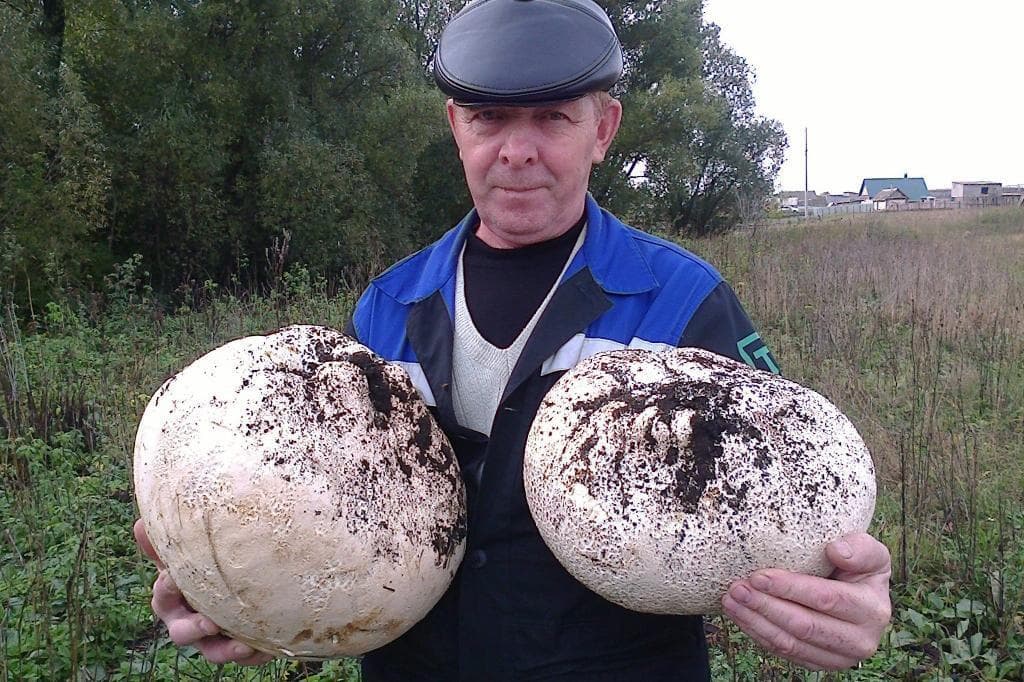 Башкирия попала в список грибных регионов России