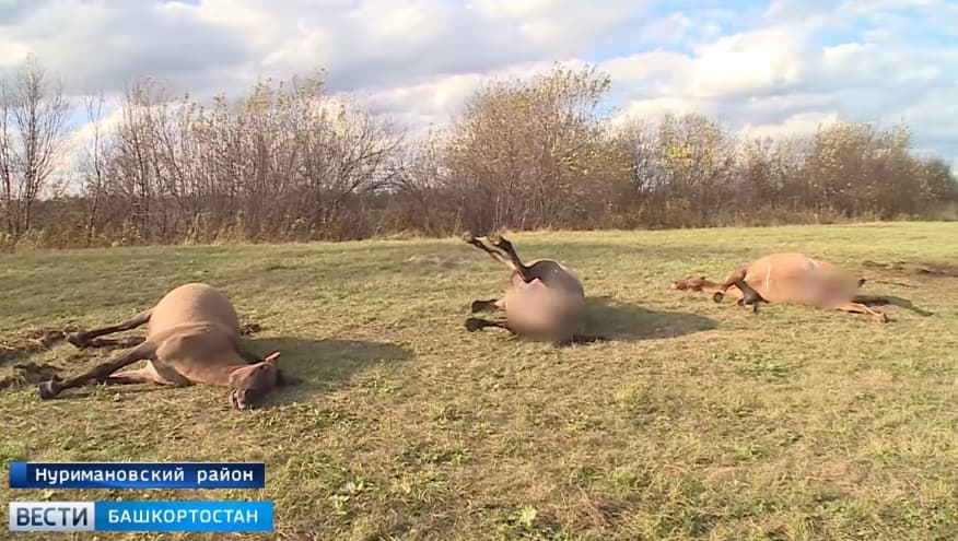 В Нуримановском районе преступники расстреляли табун лошадей