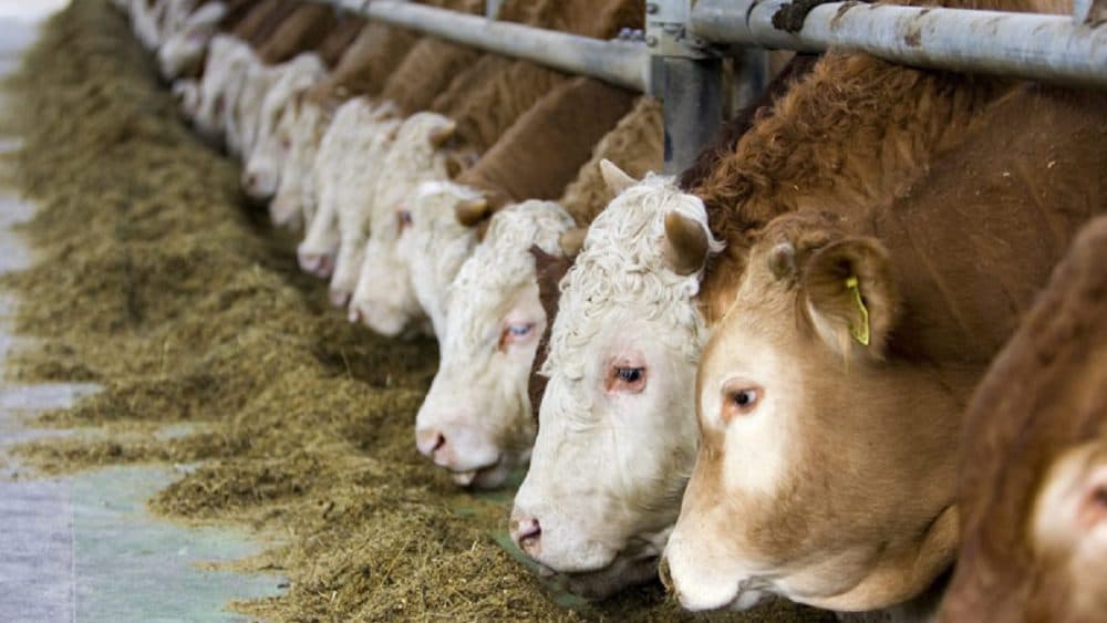 В Башкирии утвердили Стратегию развития мясного скотоводства