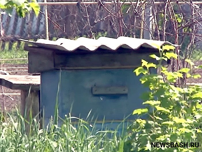В Архангельском районе местные жители жалуются на соседа-пчеловода