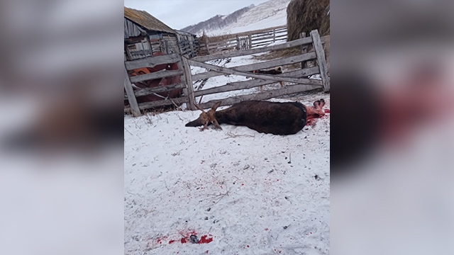 В Альшеевском районе охотники застрелили лося прямо во дворе жилого дома