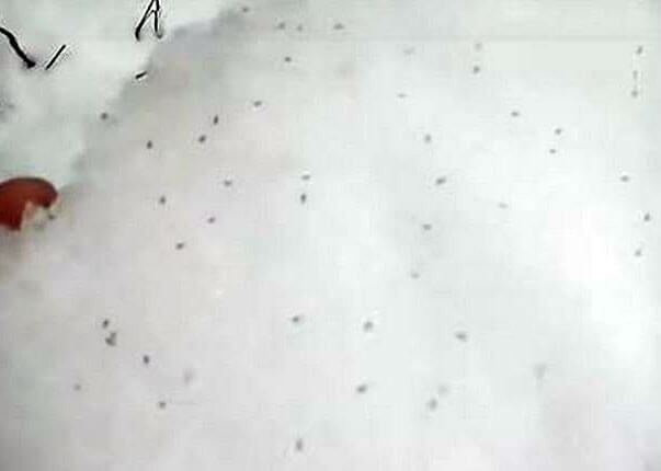 В Учалинском районе вместе со снегом выпали маленькие жучки