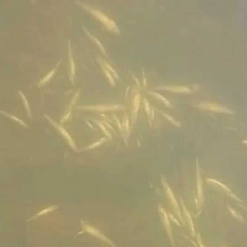В Башкирии обнаружили массовую гибель рыбы на реке Большой Кизил
