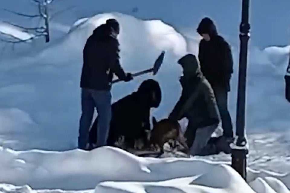 Разорвал за минуту: в Башкирии бойцовская собака набросилась на пекинеса и его хозяйку