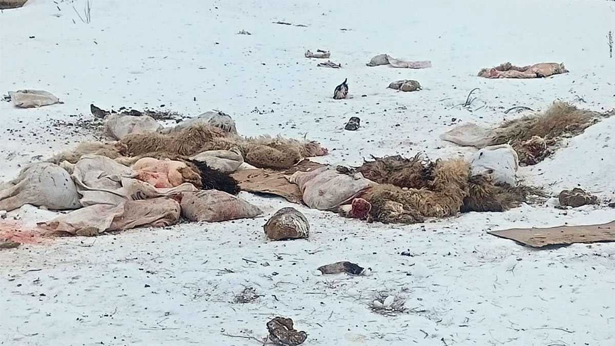 В Башкирии образовалась стихийная свалка останков животных