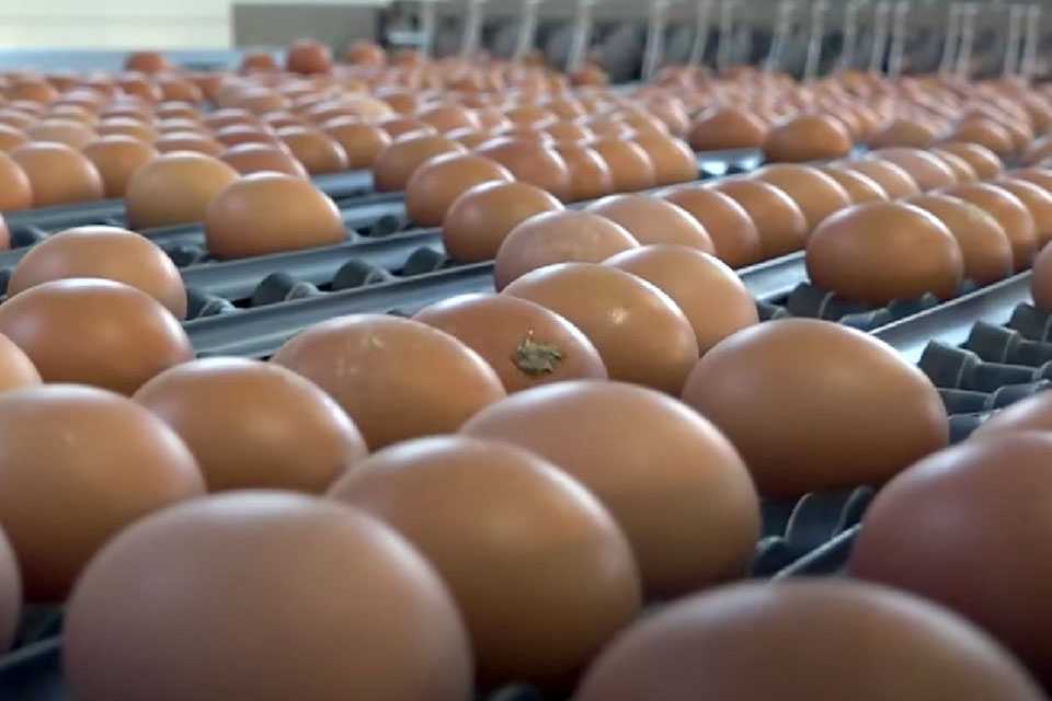 Миллионы импортных яиц могли оказаться на свалке: такого не ожидали