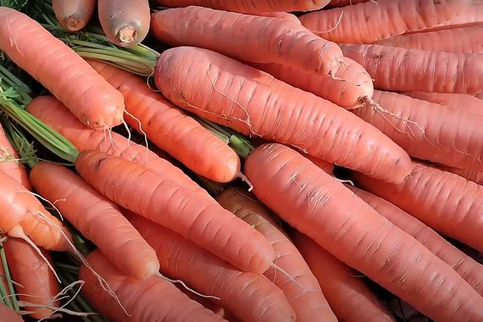 Три правила подготовки грядок для моркови: попрет как бешеная — ведер не хватит
