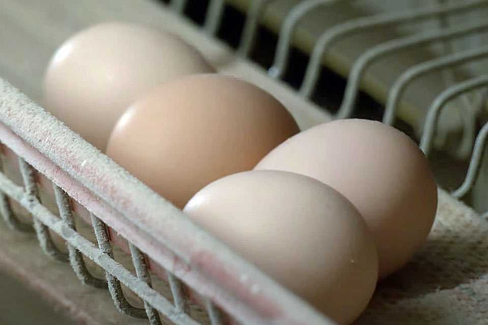 Жительница Башкирии, пытаясь продать куриные яйца, лишилась 28 тысяч рублей