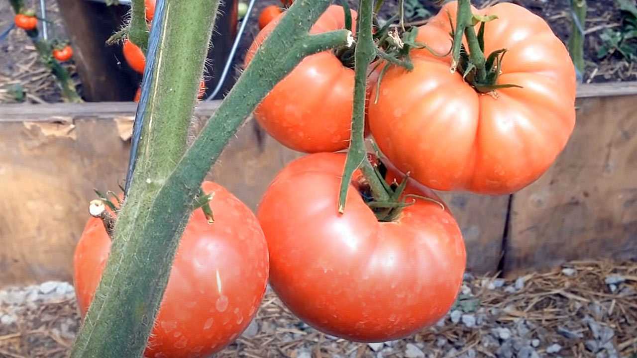 Получите невероятный урожай: садовод назвал семь дней, когда надо сажать томаты и перец