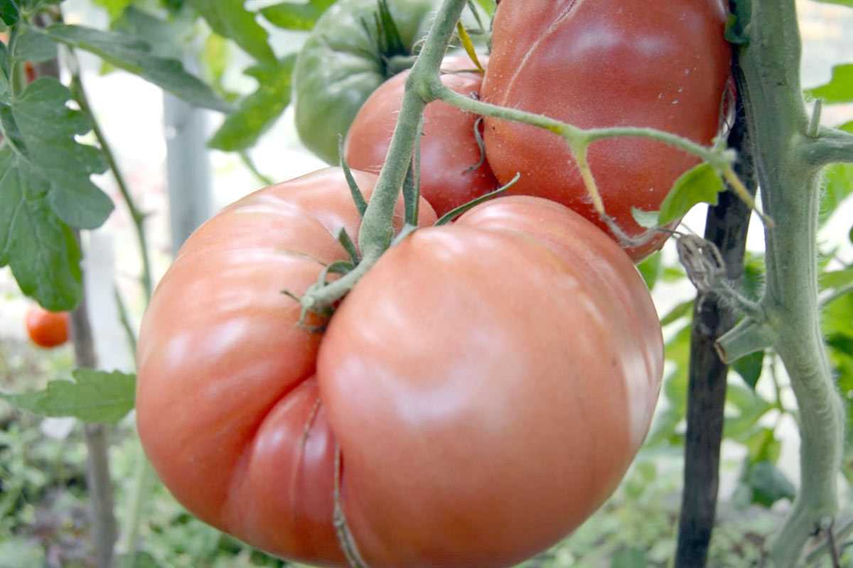 Невероятный сорт помидоров: ветки ломятся от обилия плодов, садоводы выбирают только их