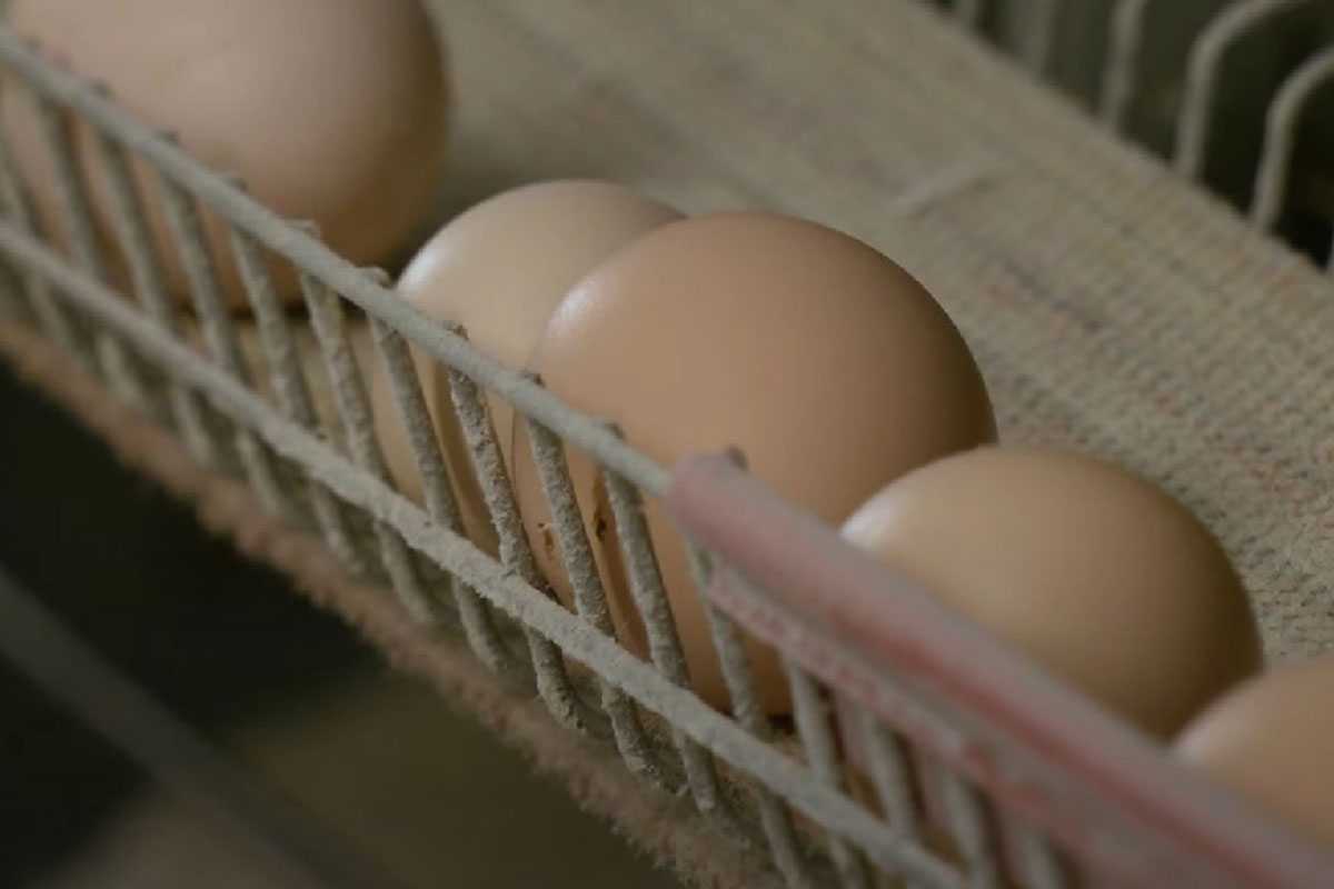 Башкирия недосчиталась 350 млн яиц: птичий гриппа нанес серьезный удар по птицефабрикам