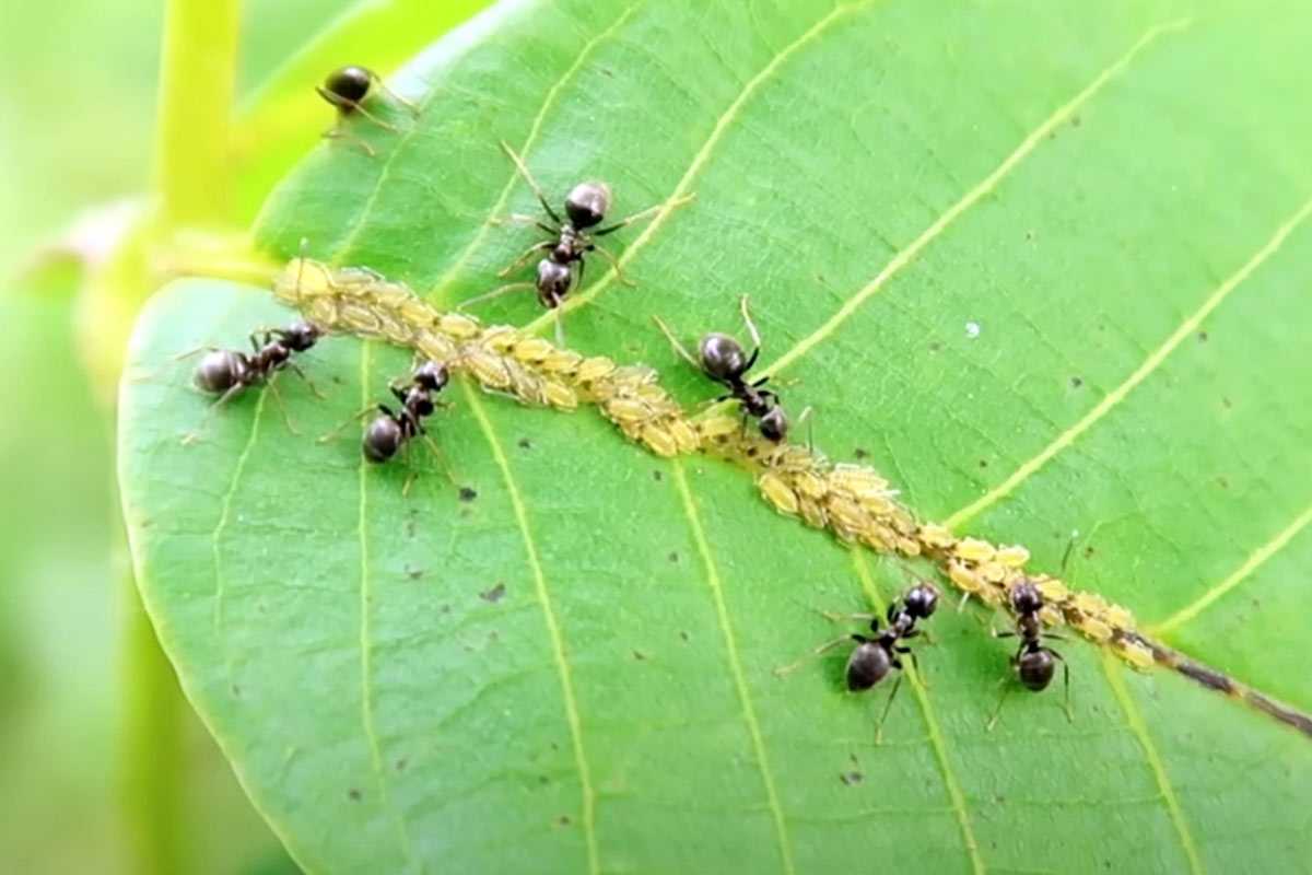 Тля и муравьи больше не проблема: простой и эффективный метод борьбы