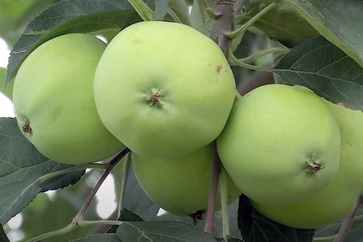 Вкопайте ведро с кирпичом: простой способ оживить даже старую яблоню