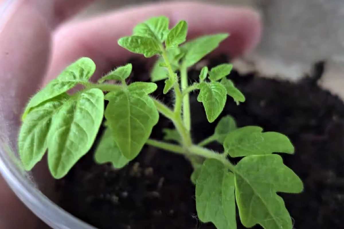 Не высаживайте помидоры в открытый грунт, пока не увидите это на березе: Секрет опытных дачников
