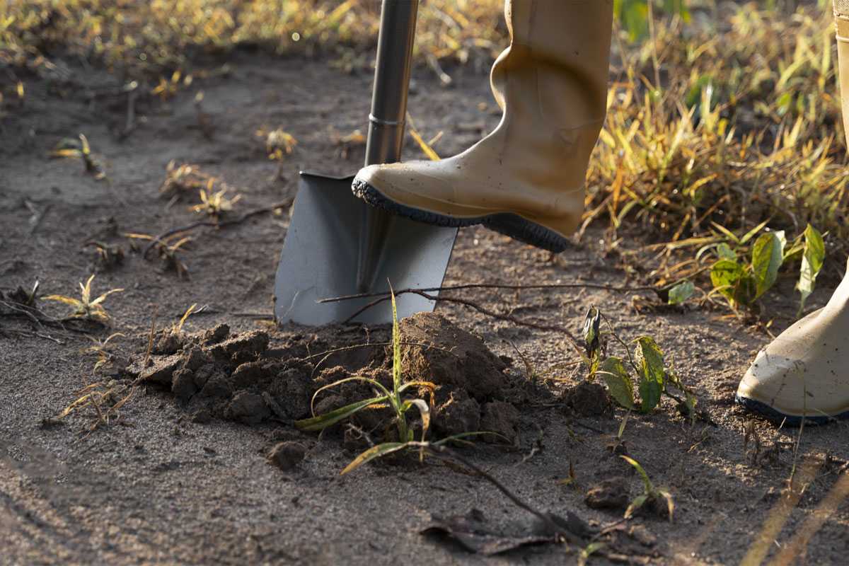 Инструмент, который может все рассказать о вашей почве: Хитрый трюк с лопатой от деда-огородника