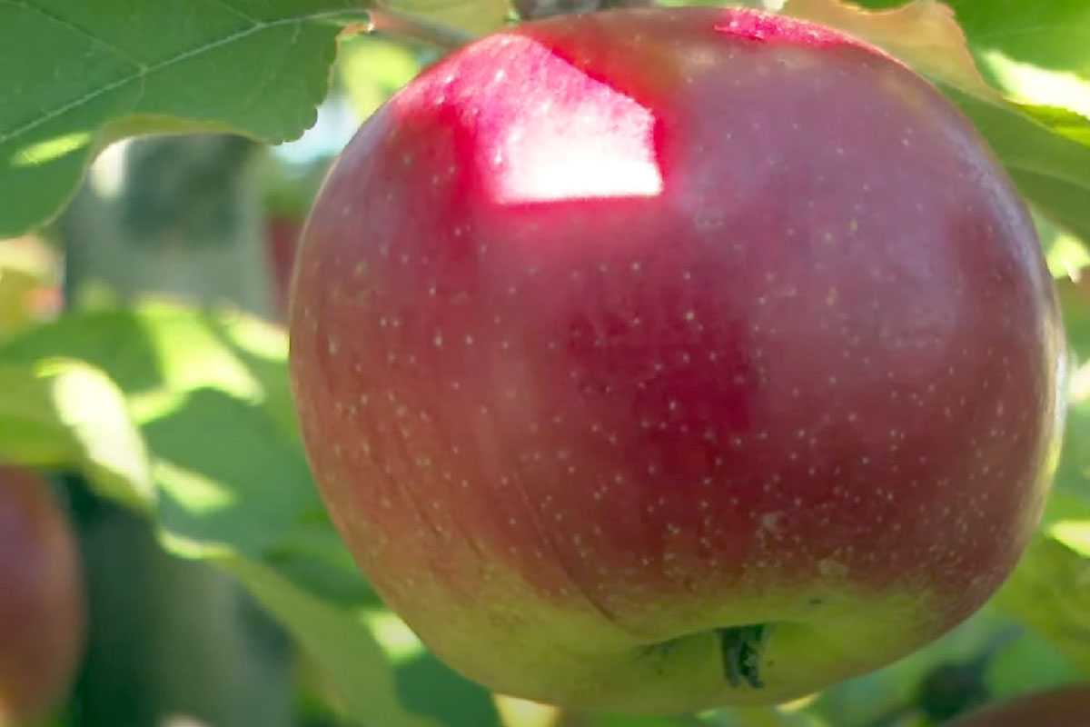 Урожай будете собирать тоннами: 3 вида подкормки для яблони — рекомендует агроном Ксения Давыдова