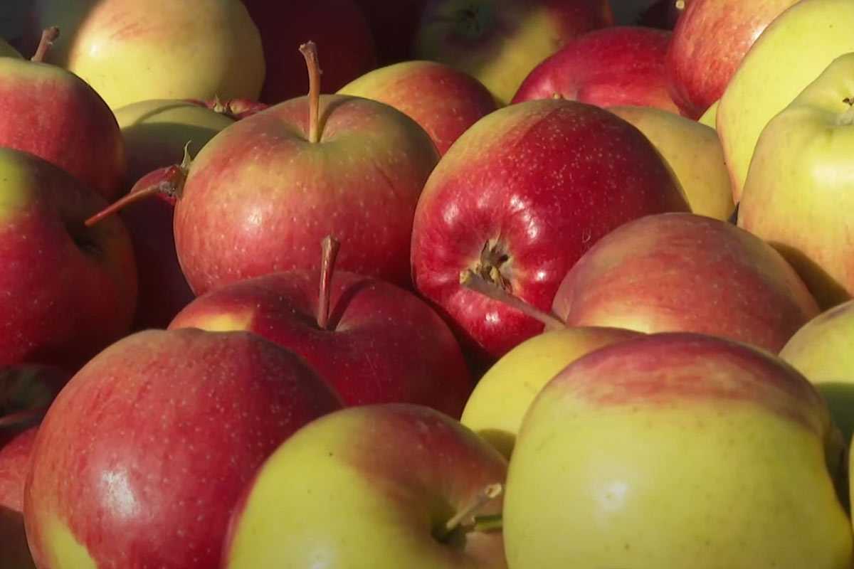 Подвесьте пакет с кирпичами на яблоню: финны поделились новой методикой увеличения урожая яблок